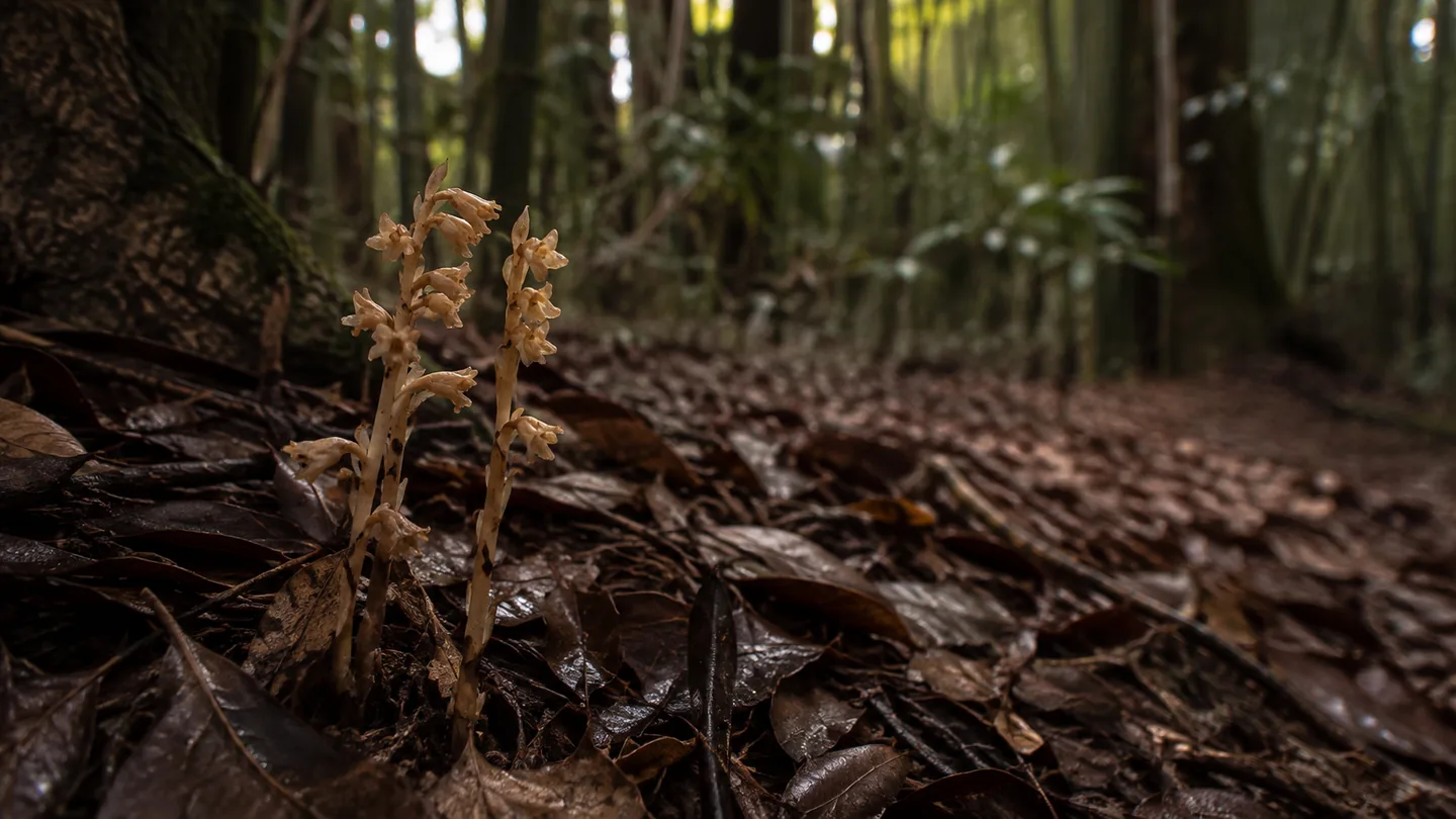 湿った秋の落葉層から緑の葉を持たない茶褐色の小さな花茎が立つ、アキザキヤツシロランと社寺林の環境を表した横長の生成イメージ
